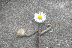 IMG-20210419-WA0018
